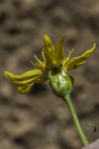 thrift mock goldenweed (Stenotus armerioides)