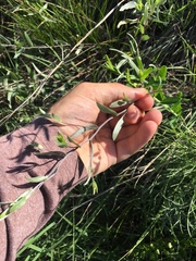 Symphyotrichum sericeum