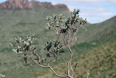 Psoralea velutina