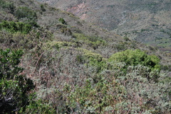 Psoralea velutina