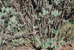 Psoralea velutina