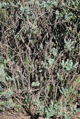Psoralea velutina