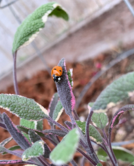 Coccinella septempunctata