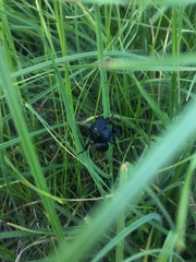 Lethrus apterus
