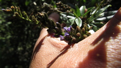 Otholobium mexicanum