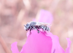 Hesperapis regularis