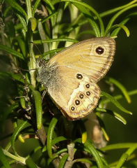 Coenonympha dorus