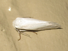 Tegeticula yuccasella