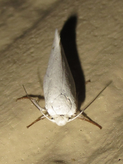 Tegeticula yuccasella