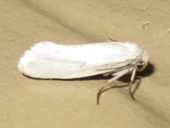 Tegeticula yuccasella