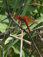 Libellula saturata