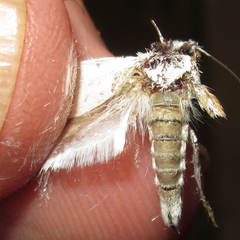 Tegeticula yuccasella