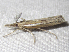 Thaumatopsis pectinifer
