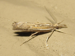 Thaumatopsis pectinifer