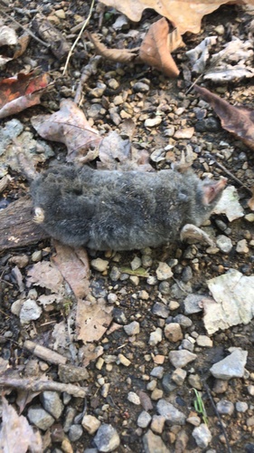 Hairy-tailed Mole