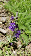 Delphinium depauperatum