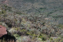 Psoralea velutina