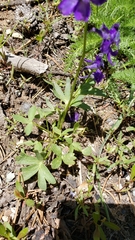 Delphinium depauperatum