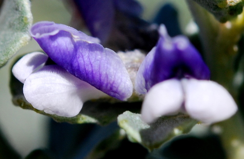 Image of Bigwort Dottypea (Psoralea velutina) by (c) Charles Stirton, some rights reserved (CC BY-SA)