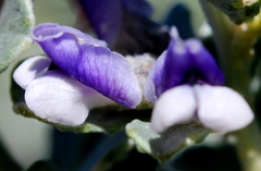 Psoralea velutina