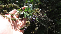 Otholobium mexicanum