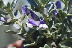 Psoralea velutina