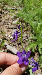Delphinium depauperatum