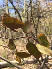 Amelanchier interior