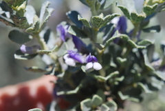 Psoralea velutina