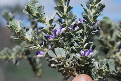 Psoralea velutina