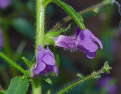 Sairocarpus vexillocalyculatus breweri