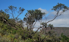 Psoralea velutina