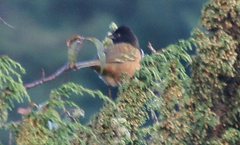 Pipilo maculatus × ocai