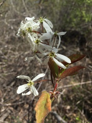 Amelanchier interior