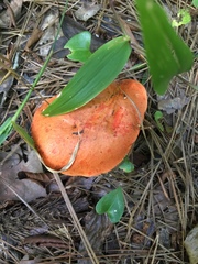 Tylopilus balloui
