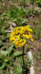 Senecio integerrimus exaltatus