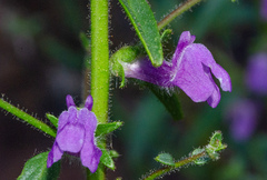 Sairocarpus vexillocalyculatus breweri