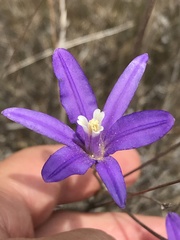 Brodiaea leptandra