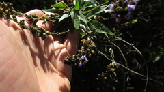 Otholobium mexicanum