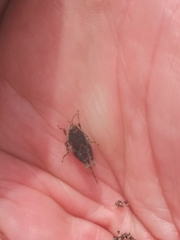 Paratettix mexicanus