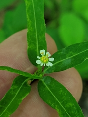 Euphorbia pubentissima