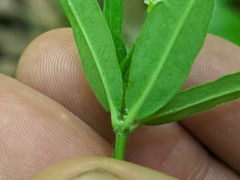 Euphorbia pubentissima