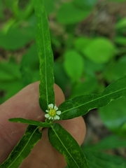 Euphorbia pubentissima