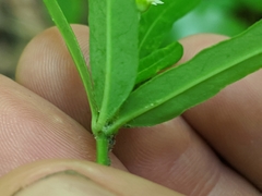 Euphorbia pubentissima