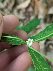 Euphorbia pubentissima