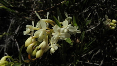 Epidendrum chioneum