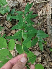 Euphorbia pubentissima