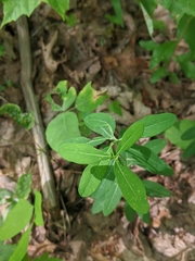 Euphorbia pubentissima