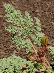 Vesper bulbosus