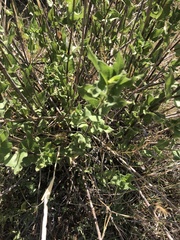 Aldama cordifolia